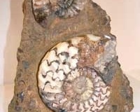 ammonites-in-rock-640x480