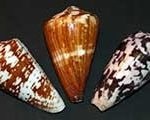 cones-150x120