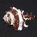 endive_murex-320x240