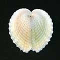 heart_cockle-320x240