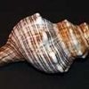 horse_conch-100x100