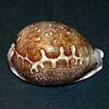 map_cowrie-320x240