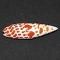 mitre-shell-320x240