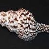 nicobar_spindle-100x100