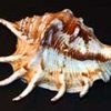 spider_conch-100x100