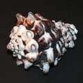 vase-shell-320x240