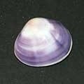 violet_clam-320x240